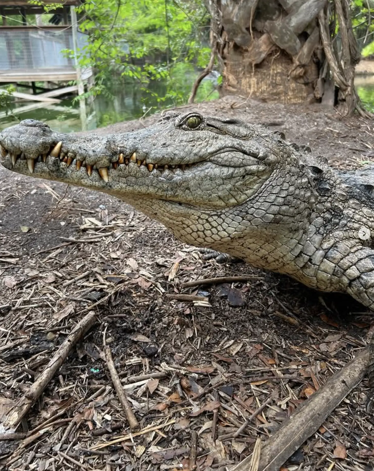 Male saltwater crocodiles